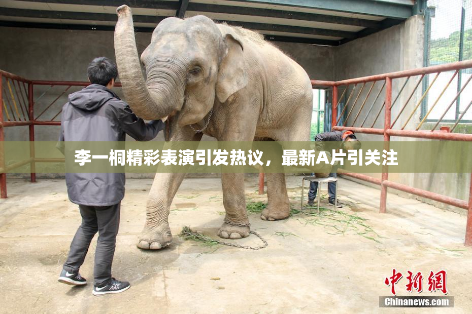 李一桐精彩表演引发热议，最新A片引关注