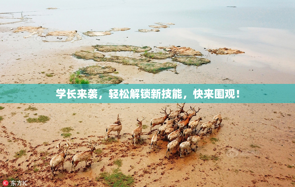 学长来袭，轻松解锁新技能，快来围观！