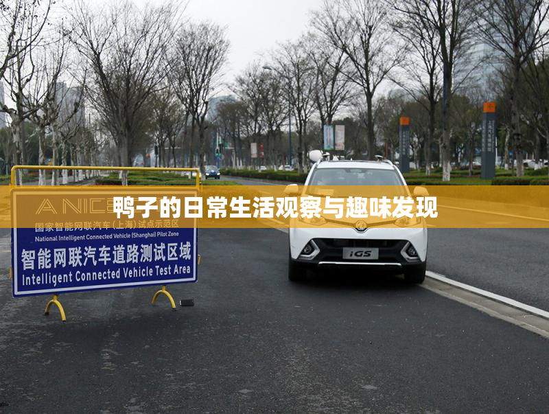 鸭子的日常生活观察与趣味发现
