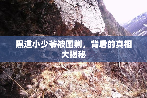 黑道小少爷被围剿，背后的真相大揭秘