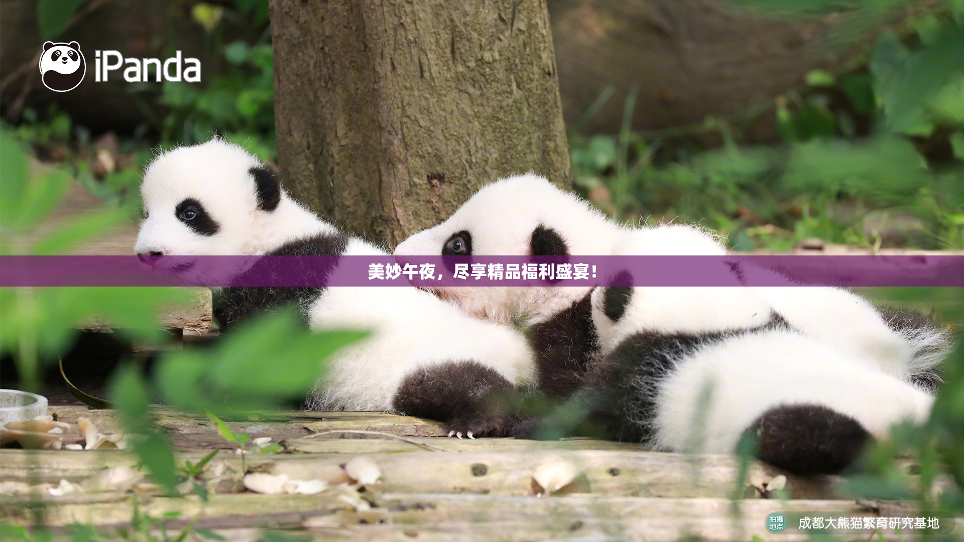 美妙午夜，尽享精品福利盛宴！