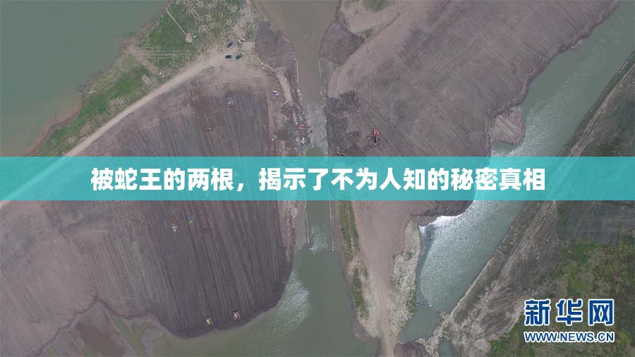 被蛇王的两根，揭示了不为人知的秘密真相