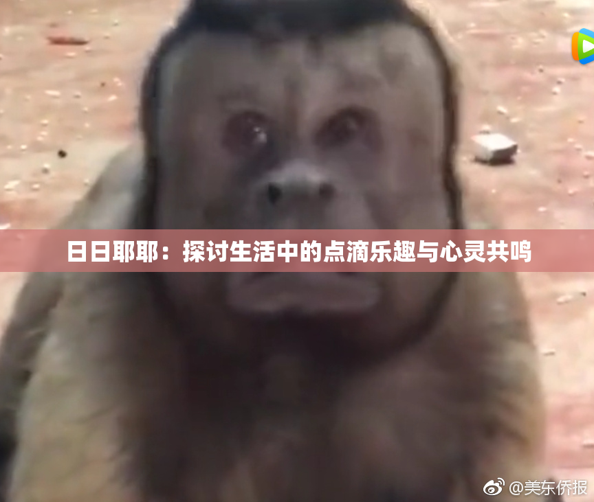 日日耶耶：探讨生活中的点滴乐趣与心灵共鸣