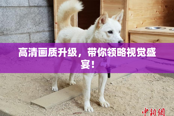 高清画质升级，带你领略视觉盛宴！