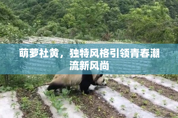 萌萝社黄，独特风格引领青春潮流新风尚