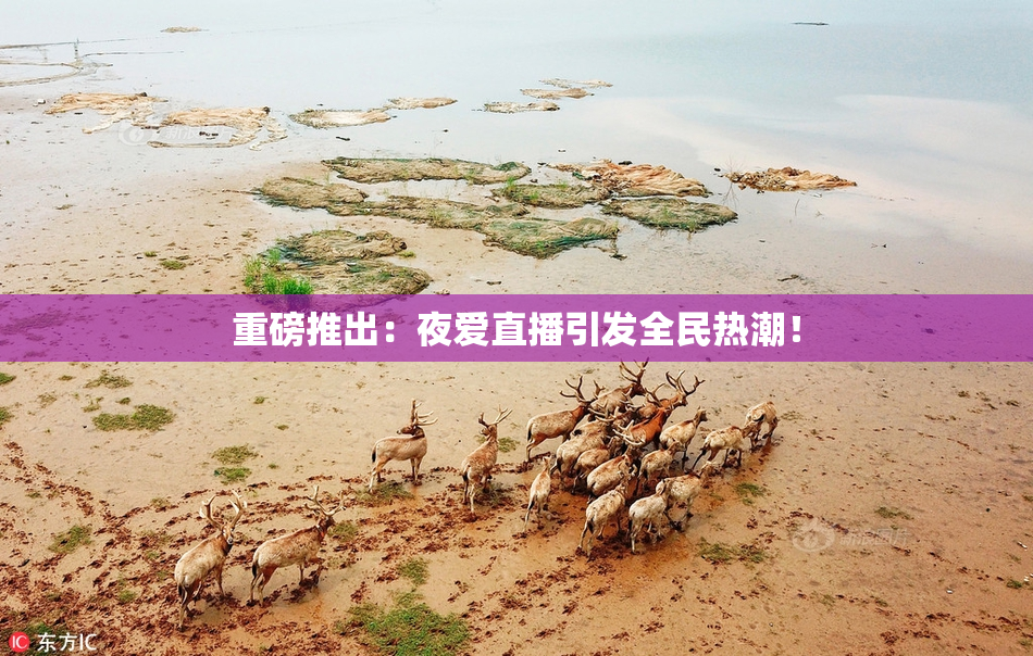 重磅推出：夜爱直播引发全民热潮！
