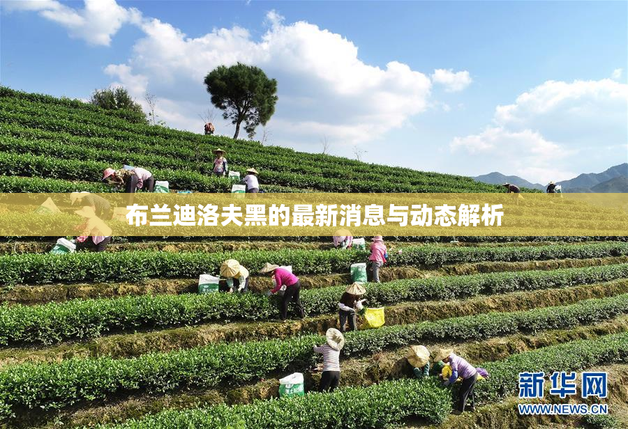 布兰迪洛夫黑的最新消息与动态解析