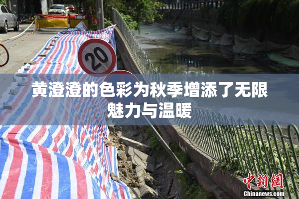 黄澄澄的色彩为秋季增添了无限魅力与温暖