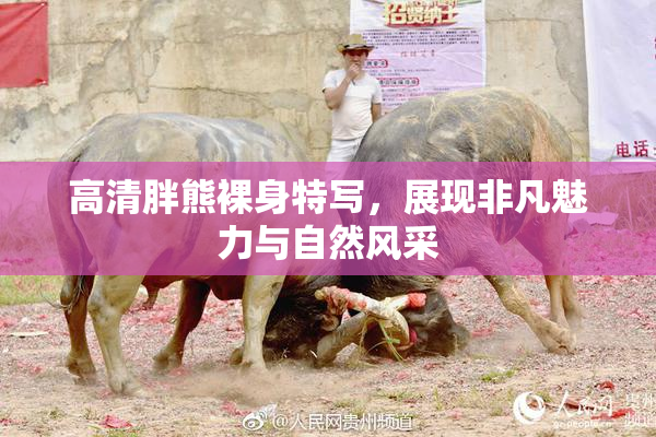 高清胖熊裸身特写，展现非凡魅力与自然风采