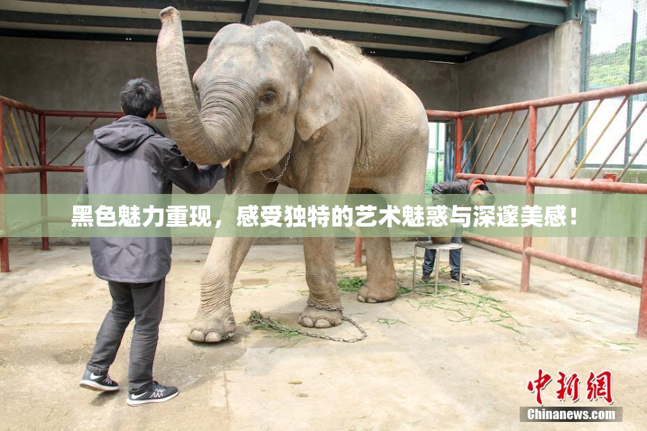 黑色魅力重现，感受独特的艺术魅惑与深邃美感！