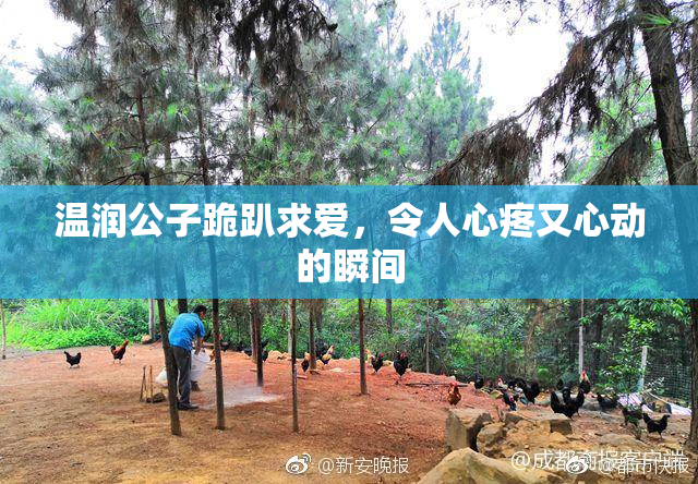 温润公子跪趴求爱，令人心疼又心动的瞬间