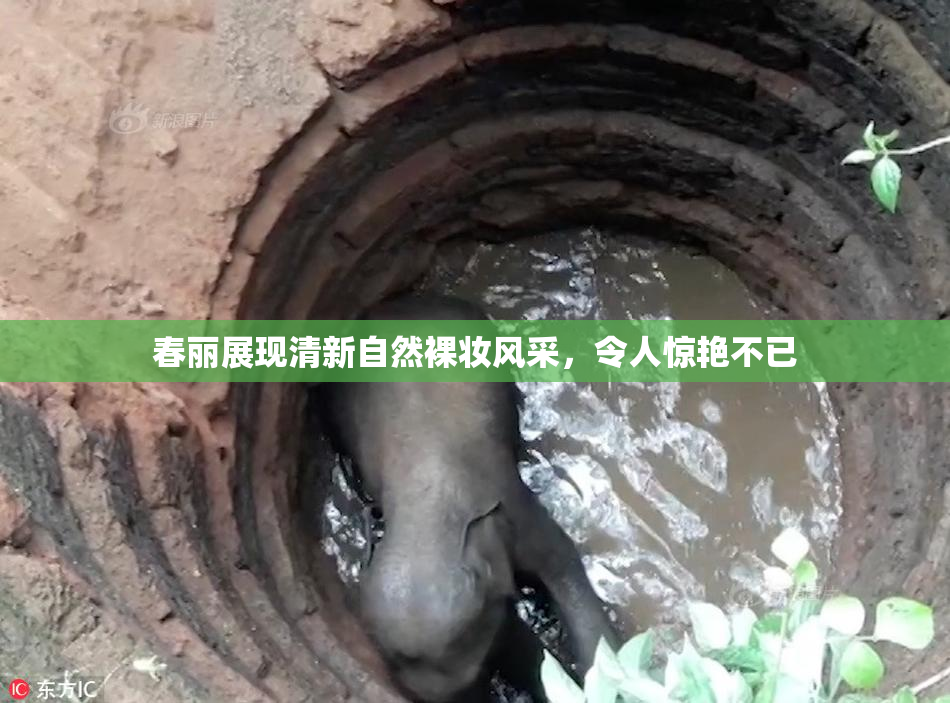 春丽展现清新自然裸妆风采，令人惊艳不已