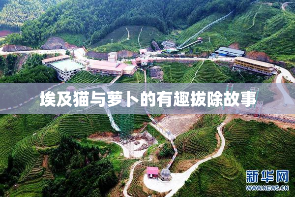埃及猫与萝卜的有趣拔除故事
