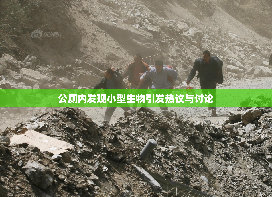 公厕内发现小型生物引发热议与讨论