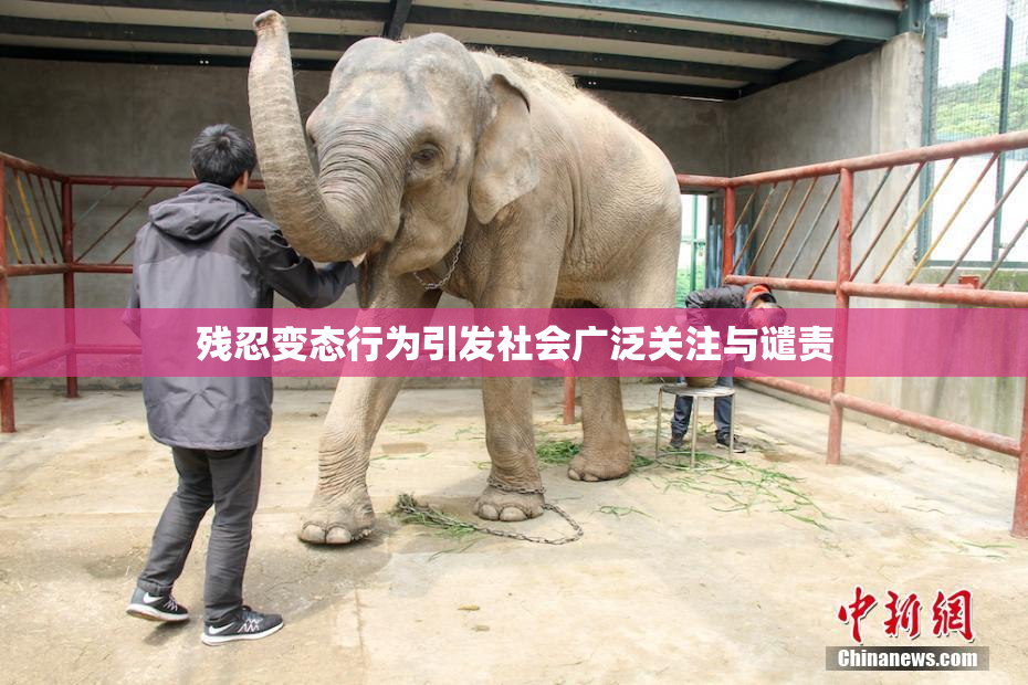 残忍变态行为引发社会广泛关注与谴责