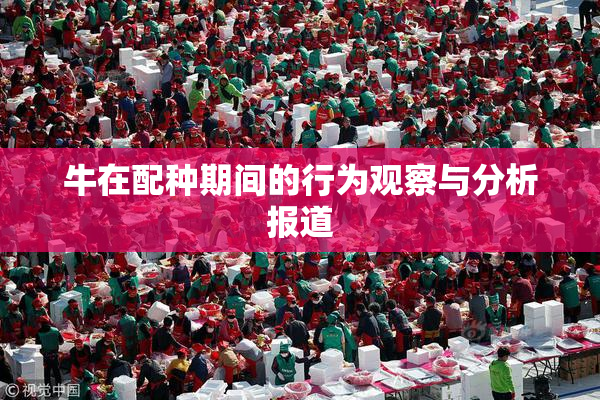 牛在配种期间的行为观察与分析报道