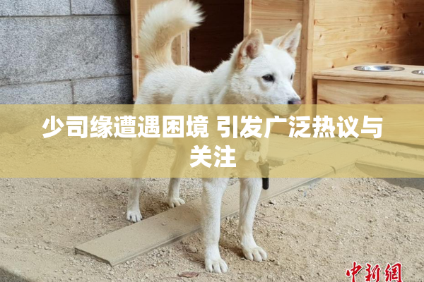少司缘遭遇困境 引发广泛热议与关注