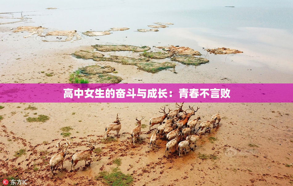高中女生的奋斗与成长：青春不言败