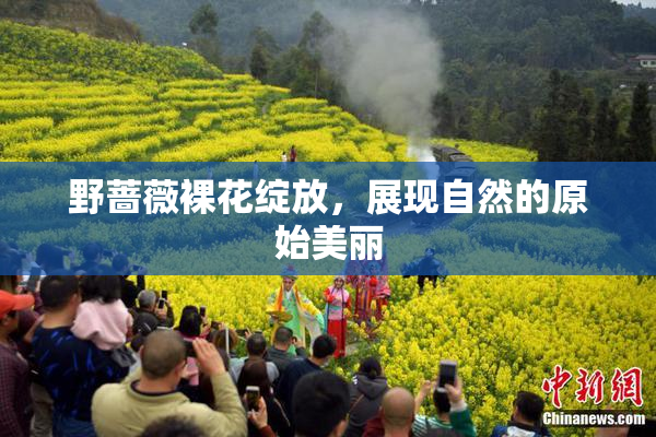 野蔷薇裸花绽放，展现自然的原始美丽