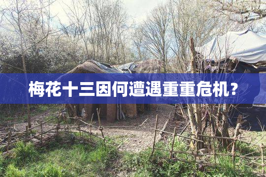 梅花十三因何遭遇重重危机？