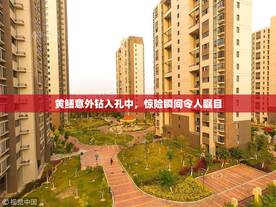 黄鳝意外钻入孔中，惊险瞬间令人瞩目
