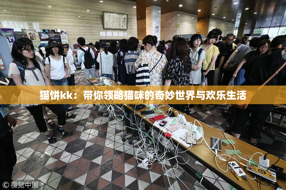 猫饼kk：带你领略猫咪的奇妙世界与欢乐生活