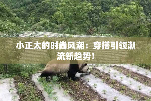 小正太的时尚风潮：穿搭引领潮流新趋势！