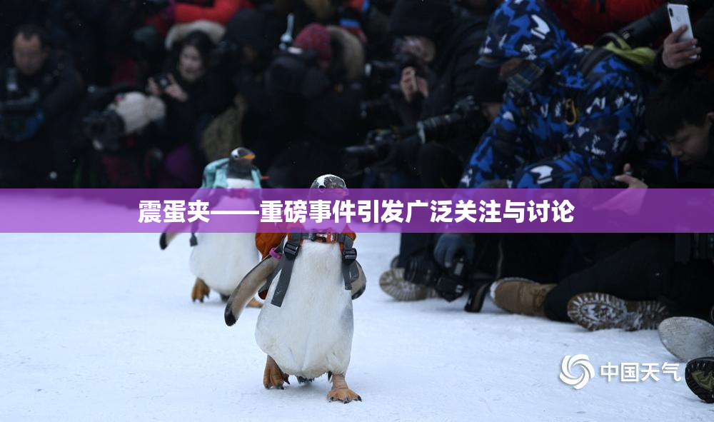 震蛋夹――重磅事件引发广泛关注与讨论