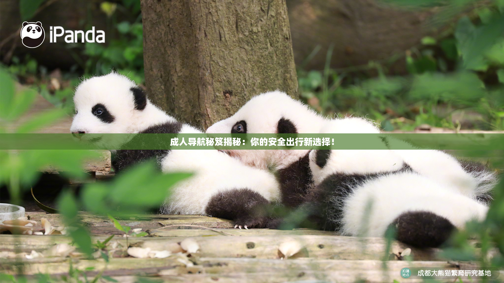 成人导航秘笈揭秘：你的安全出行新选择！