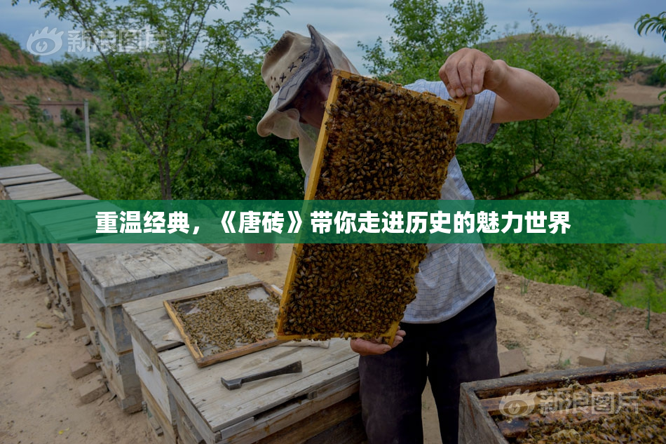 重温经典，《唐砖》带你走进历史的魅力世界