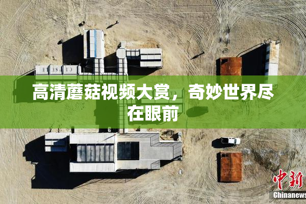 高清蘑菇视频大赏，奇妙世界尽在眼前