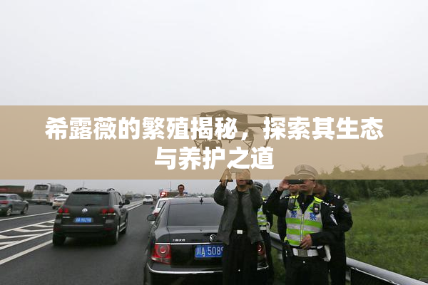 希露薇的繁殖揭秘，探索其生态与养护之道