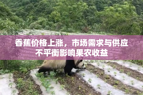 香蕉价格上涨，市场需求与供应不平衡影响果农收益