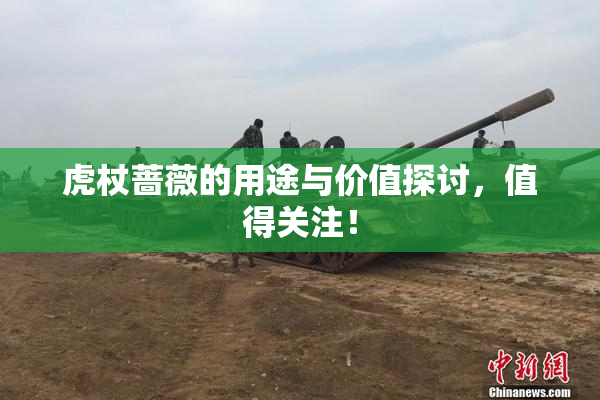 虎杖蔷薇的用途与价值探讨，值得关注！