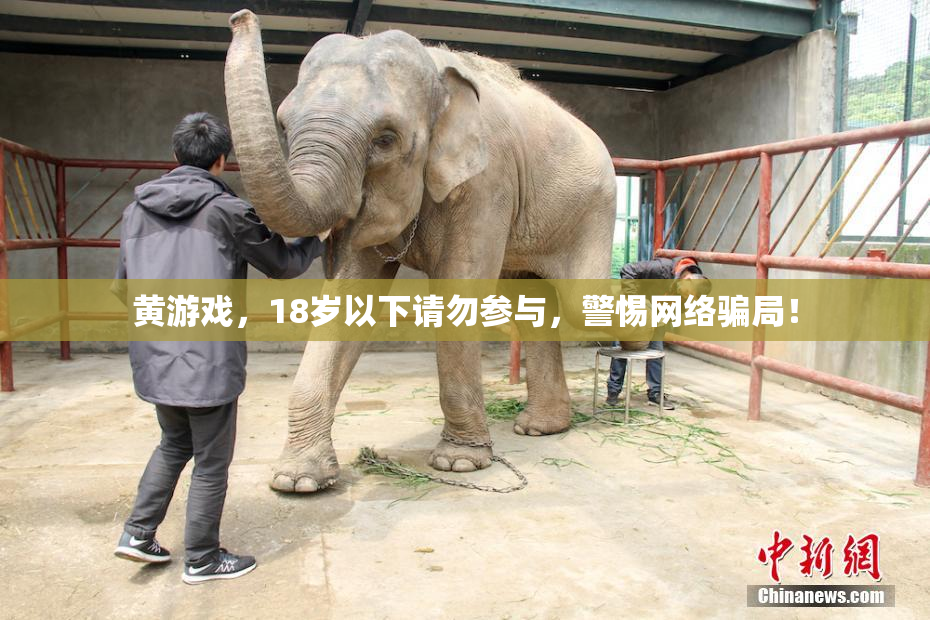 黄游戏，18岁以下请勿参与，警惕网络骗局！