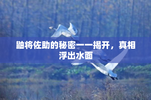 鼬将佐助的秘密一一揭开，真相浮出水面