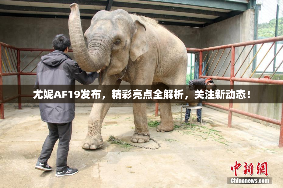 尤妮AF19发布，精彩亮点全解析，关注新动态！