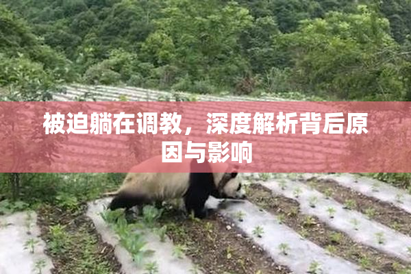 被迫躺在调教，深度解析背后原因与影响