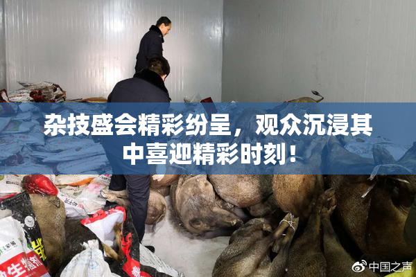 杂技盛会精彩纷呈，观众沉浸其中喜迎精彩时刻！