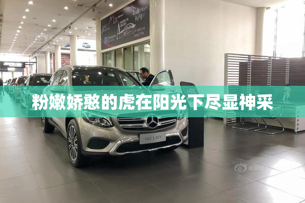 粉嫩娇憨的虎在阳光下尽显神采