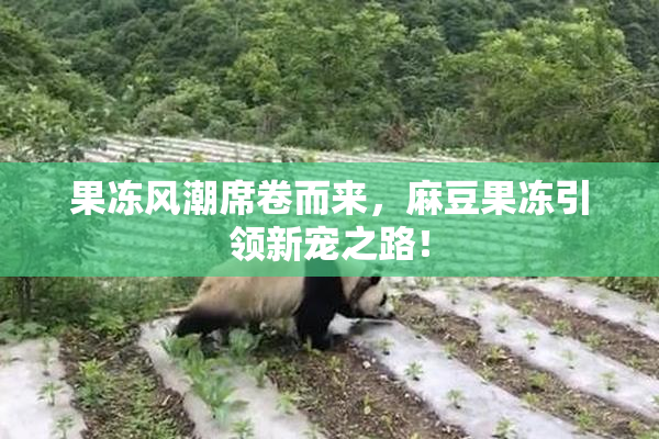 果冻风潮席卷而来，麻豆果冻引领新宠之路！