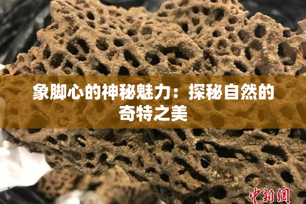 象脚心的神秘魅力：探秘自然的奇特之美