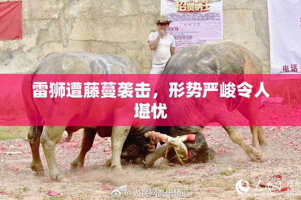 雷狮遭藤蔓袭击，形势严峻令人堪忧
