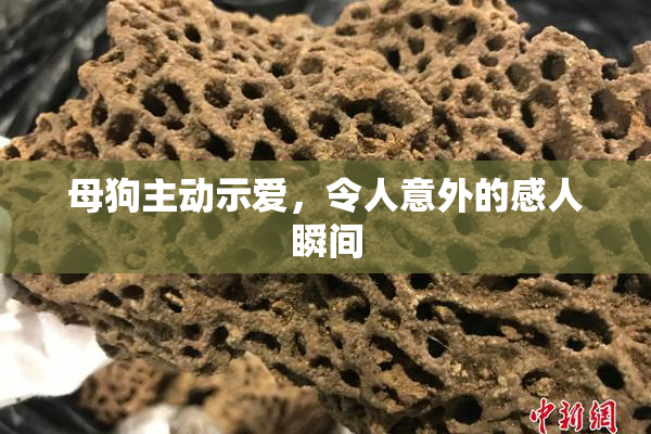 母狗主动示爱，令人意外的感人瞬间