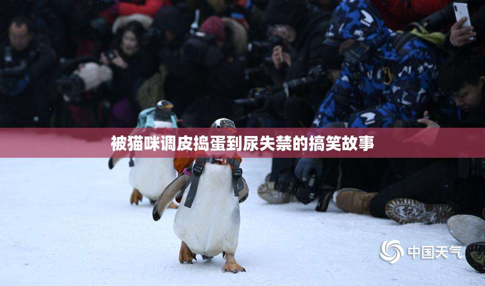 被猫咪调皮捣蛋到尿失禁的搞笑故事