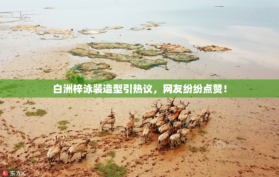白洲梓泳装造型引热议，网友纷纷点赞！