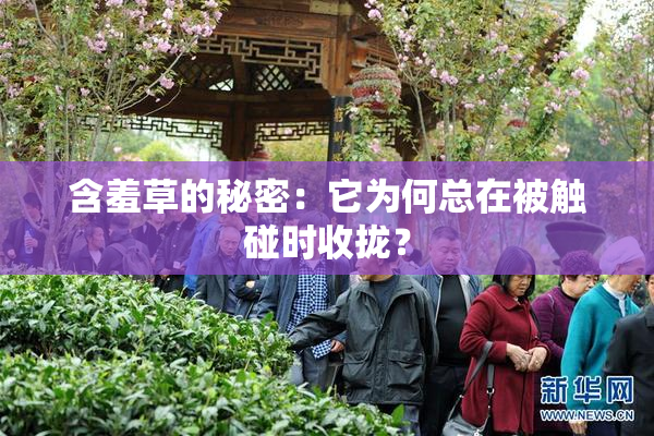 含羞草的秘密：它为何总在被触碰时收拢？