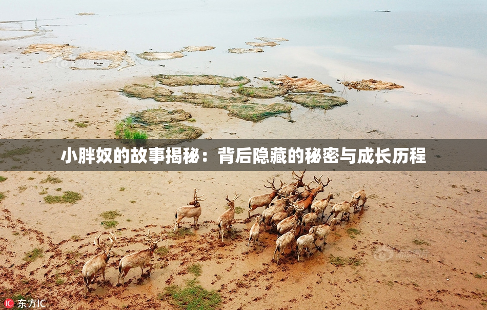小胖奴的故事揭秘：背后隐藏的秘密与成长历程