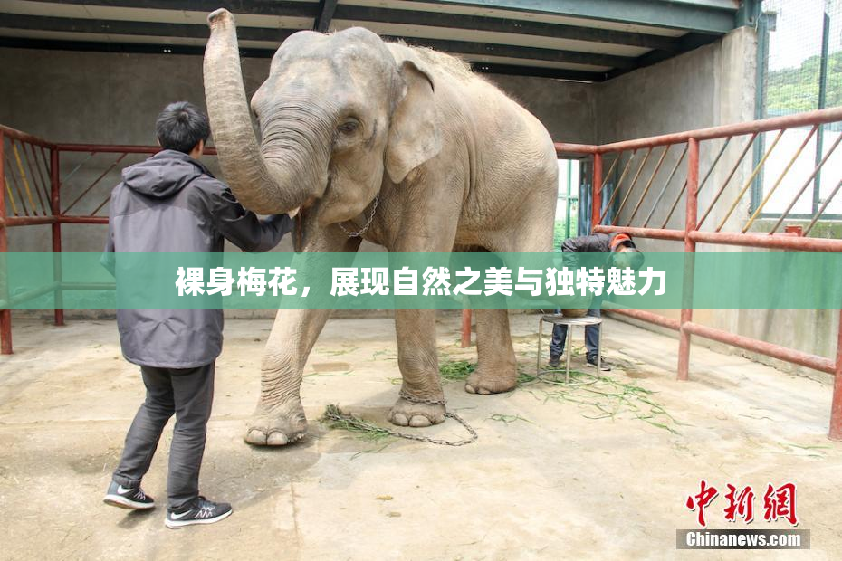 裸身梅花，展现自然之美与独特魅力