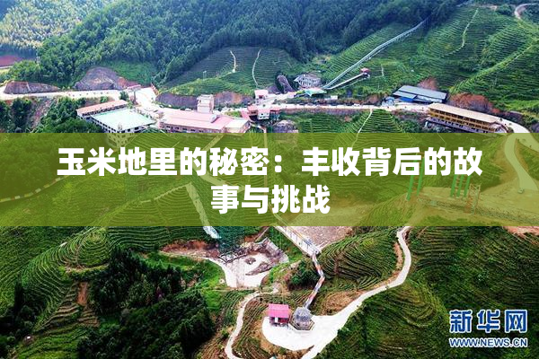 玉米地里的秘密：丰收背后的故事与挑战